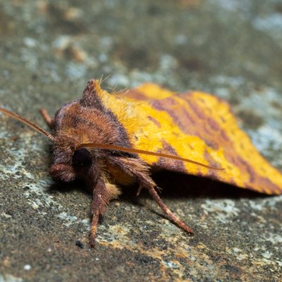 Xanthia togata (zlatokřídlec jívový), PP Střelická bažinka