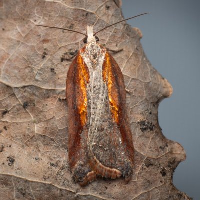 Acleris hastiana (-), PR Studnické louky