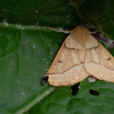 Crocallis elinguaria (zejkovec lesní), SK, Zadné Meďodoly, Tatry