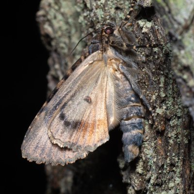 Amphipyra pyramidea (blýskavka ořešáková), Žebětín