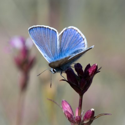 Polyommatus icarus (modrásek jehlicový), PR Kamenný vrch
