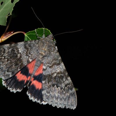 Catocala elocata (stužkonoska topolová), Bratčice