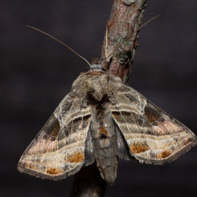 Euchalcia variabilis (kovolesklec horský), SK, Štôla