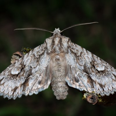 Meganephria bimaculosa (pestroskvrnka dvouskvrnná), NPP Na Adamcích