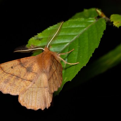 Colotois pennaria (zejkovec pozdní), Žebětín