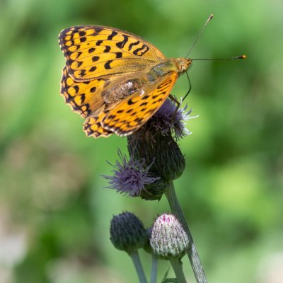 Argynnis adippe (perleťovec prostřední), PP Augšperský potok