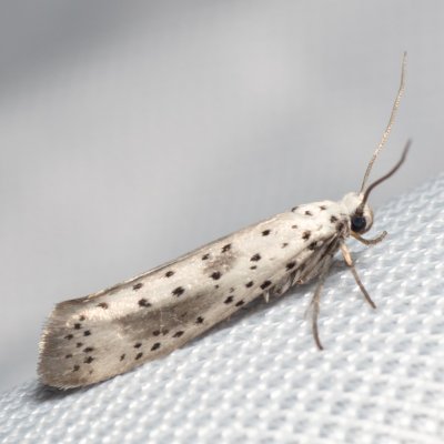 Yponomeuta irrorella (předivka švestková), PR Turold