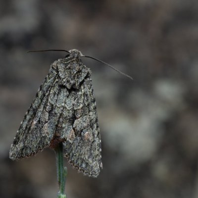 Dryobotodes eremita (pestroskvrnka dubová), PP Kavky