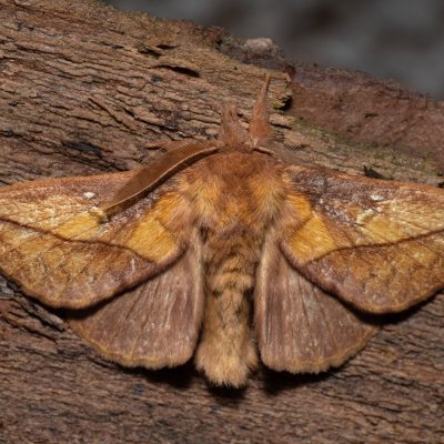 Euthrix potatoria (bourovec trávový), Devět křížů