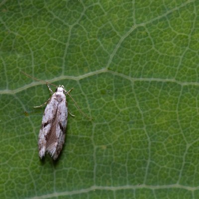 Stenolechiodes pseudogemmellus (-), Hády