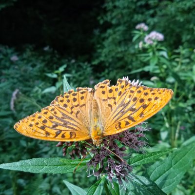 Argynnis paphia (perleťovec stříbropásek), Vermířovský potok