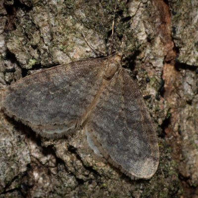 Operophtera brumata (píďalka podzimní), Žebětín