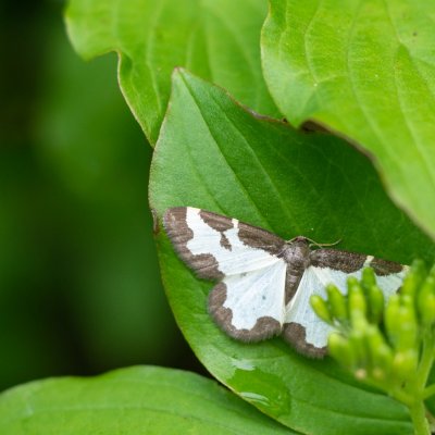 Lomaspilis marginata (skvrnopásník lískový), Přírodní park Rakovecké údolí