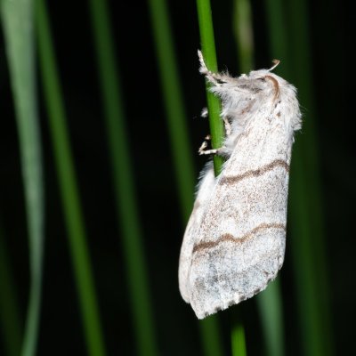 Calliteara pudibunda (štětconoš ořechový), Žebětín