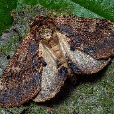 Ptilodon capucina (hřbetozubec olšový), Podkomorské lesy, Kopeček