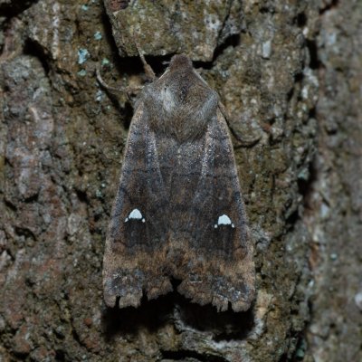 Eupsilia transversa (zimovnice dravá), Žebětín