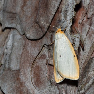 Cybosia mesomella (lišejníkovec bělavý), Kobylí