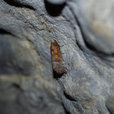 Scoliopteryx libatrix (sklepnice obecná), Suchý žleb