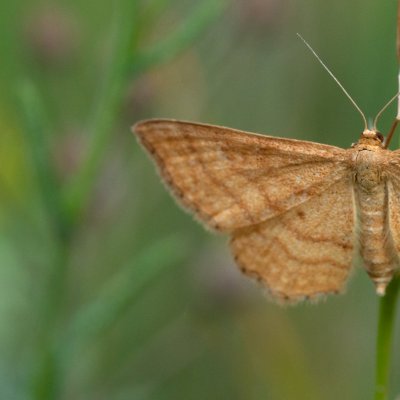 Idaea ochrata (žlutokřídlec okrový), PP Černice