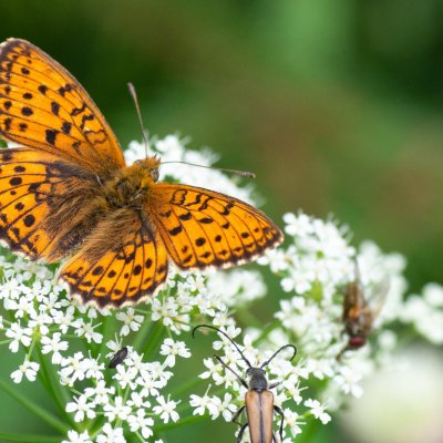 Brenthis ino (perleťovec kopřivový), SK, Štôla