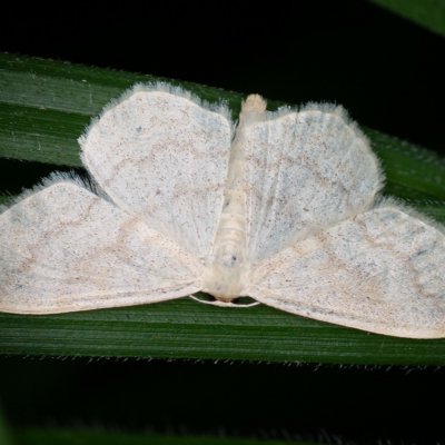 Scopula floslactata (vlnopásník vikvový), Augšperský potok