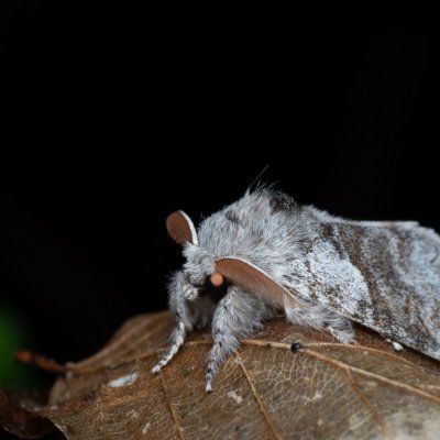 Calliteara pudibunda (štětconoš ořechový), Augšperský potok