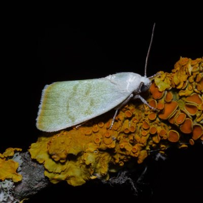 Earias vernana (zeleněnka lindová), Hrušovany u Brna