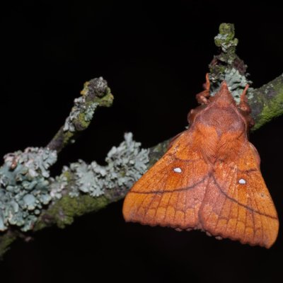 Odonestis pruni (bourovec švestkový), PP Na cvičišti