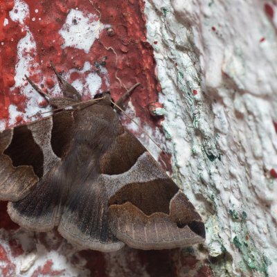 Dysgonia algira (hnědopáska temnopásá), GR, Makrata, Korfu