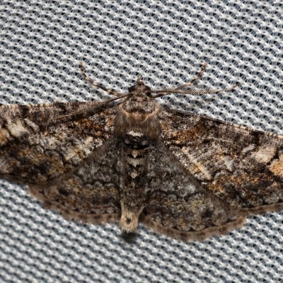 Cleora cinctaria (různorožec vřesový), PP Na cvičišti