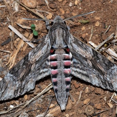 Agrius convolvuli (lišaj svlačcový), HR, Jablanac