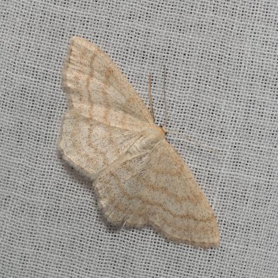 Scopula ternata (vlnopásník borůvkový), NPR Radostínské rašeliniště