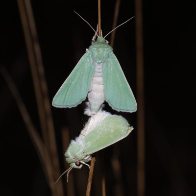 Calamia tridens (travařka zelená), PP Skalky u Sedlece