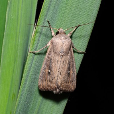 Leucania obsoleta (plavokřídlec pobřežní), Hrabětice