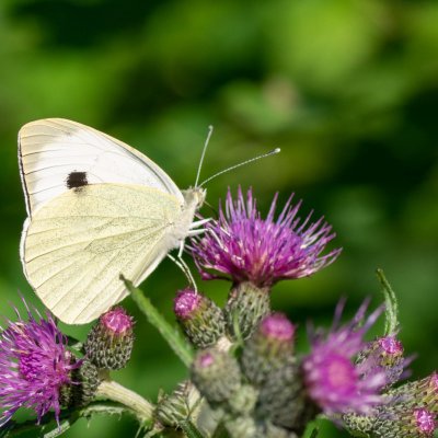 Pieris brassicae (bělásek zelný), Podkomorská myslivna