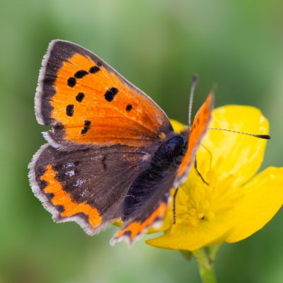 Lycaena phlaeas (ohniváček černokřídlý), PP Kozének