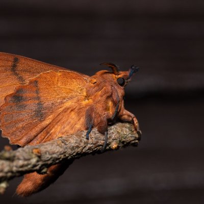 Gastropacha quercifolia (bourovec ovocný), SK, Štôla