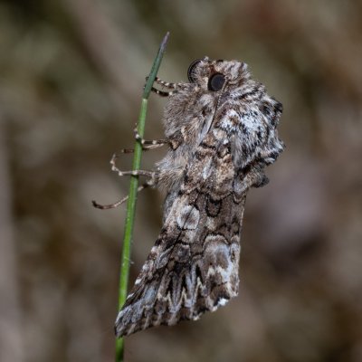 Hadena silenes (můra pestrokřídlá), Havranické vřesoviště