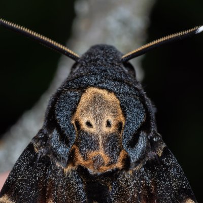 Acherontia atropos (lišaj smrtihlav), Hády