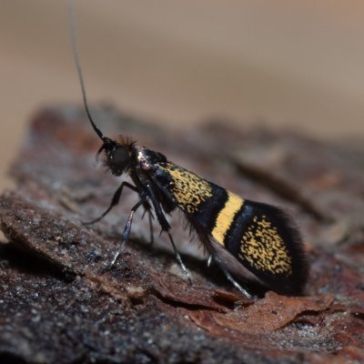 Nemophora associatella (-), Devět křížů