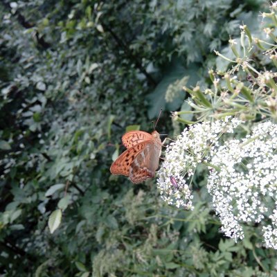 Argynnis paphia (perleťovec stříbropásek), Ríšova studánka