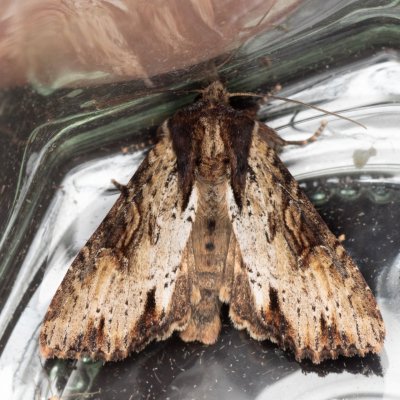 Apamea crenata (šedavka lemovaná), PP Prameniště Pohořského potoka