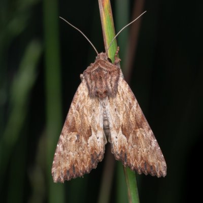 Apamea crenata (šedavka lemovaná), PP Prameniště Pohořského potoka