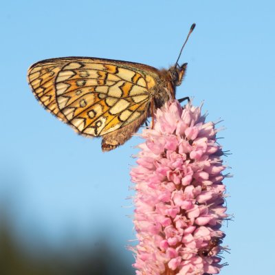 Boloria eunomia (perleťovec mokřadní), PP Pohoří na Šumavě
