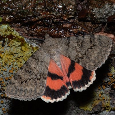 Catocala puerpera (stužkonoska vzácná), Hrušovany u Brna