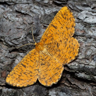 Angerona prunaria (zejkovec trnkový), NS Bučín