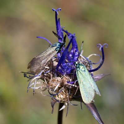 Adscita sp., HR, Velika kosa, Velebit