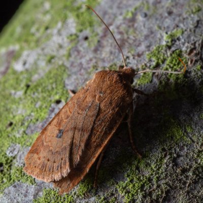 Conistra vaccinii (zimovnice brusnicová), Žebětín