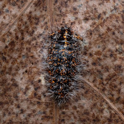 Lycia pomonaria (drsnokřídlec ovocný), Ždánický les