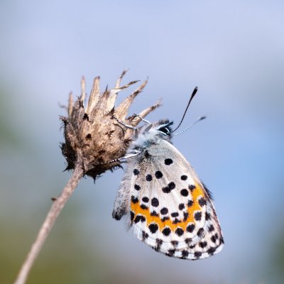 Scolitantides orion (modrásek rozchodníkový), Hornek